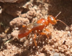 Diploplectron