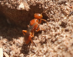 Diploplectron
