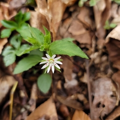 Stellaria corei