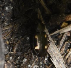 Tetragonoderus laevigatus