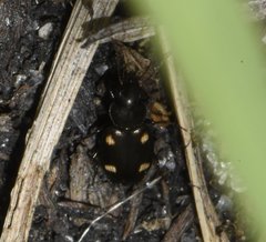 Tetragonoderus laevigatus