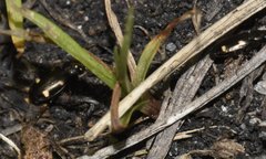 Tetragonoderus laevigatus