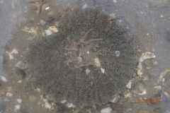 Actinostella bradleyi