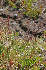 Agrostis variabilis