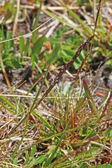 Agrostis variabilis