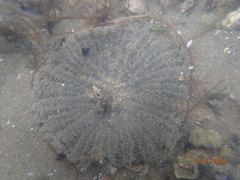 Actinostella bradleyi