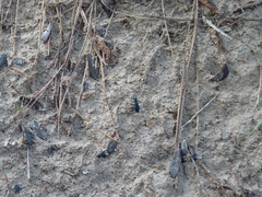 Dromochorus pilatei