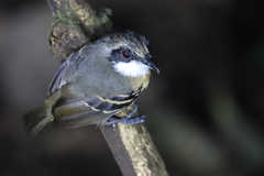 Myrmoborus myotherinus