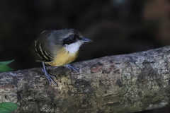 Myrmoborus myotherinus