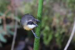 Myrmoborus myotherinus