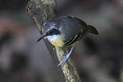 Myrmoborus myotherinus
