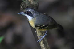 Myrmoborus myotherinus