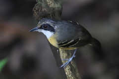 Myrmoborus myotherinus