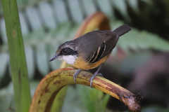 Myrmoborus myotherinus
