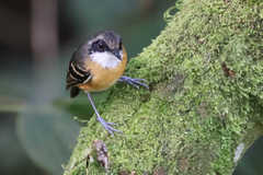 Myrmoborus myotherinus