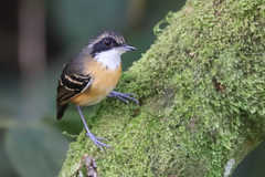 Myrmoborus myotherinus