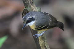 Myrmoborus myotherinus