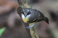 Myrmoborus myotherinus