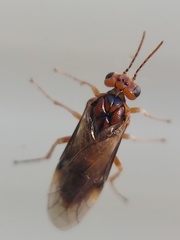Hoplocampa