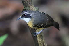 Myrmoborus myotherinus