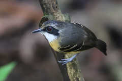 Myrmoborus myotherinus