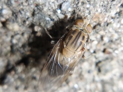 Brachyopa vacua