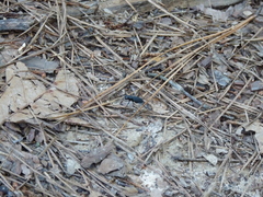 Dromochorus pilatei