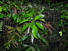 Ixonanthes reticulata