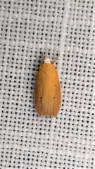 Atelosticha phaedrella