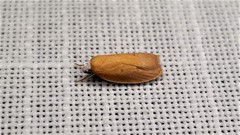 Atelosticha phaedrella