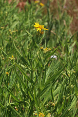 Arnica longifolia