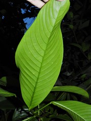 Ixonanthes reticulata