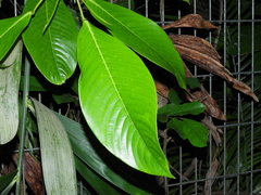 Ixonanthes reticulata