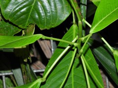 Ixonanthes reticulata
