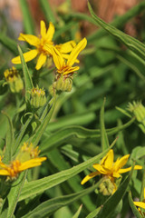 Arnica longifolia