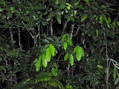 Ixonanthes reticulata