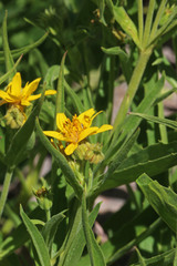 Arnica longifolia