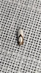 Opostegoides gephyraea