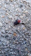Jadera haematoloma