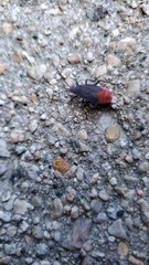 Jadera haematoloma