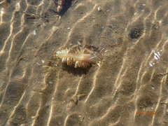 Ptilosarcus undulatus