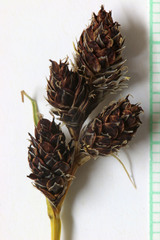 Carex albonigra