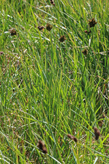 Carex ebenea