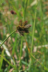 Carex ebenea