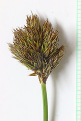 Carex ebenea