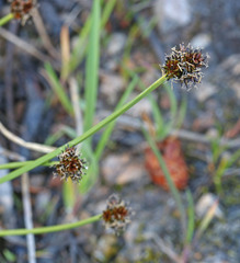Carex illota