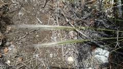 Stipa