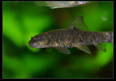 Garra