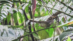 Basileuterus melanotis