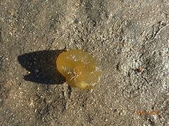 Colpomenia tuberculata